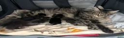 Maine Coon cats for sale: Beautiful Maine Coon Kittens, 2 Boys & 2 Girls - Advert 5