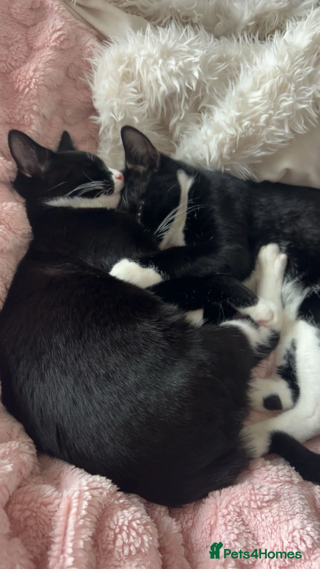 Mixed Breed cats for sale: 2 precious boy kittens  - Advert 10