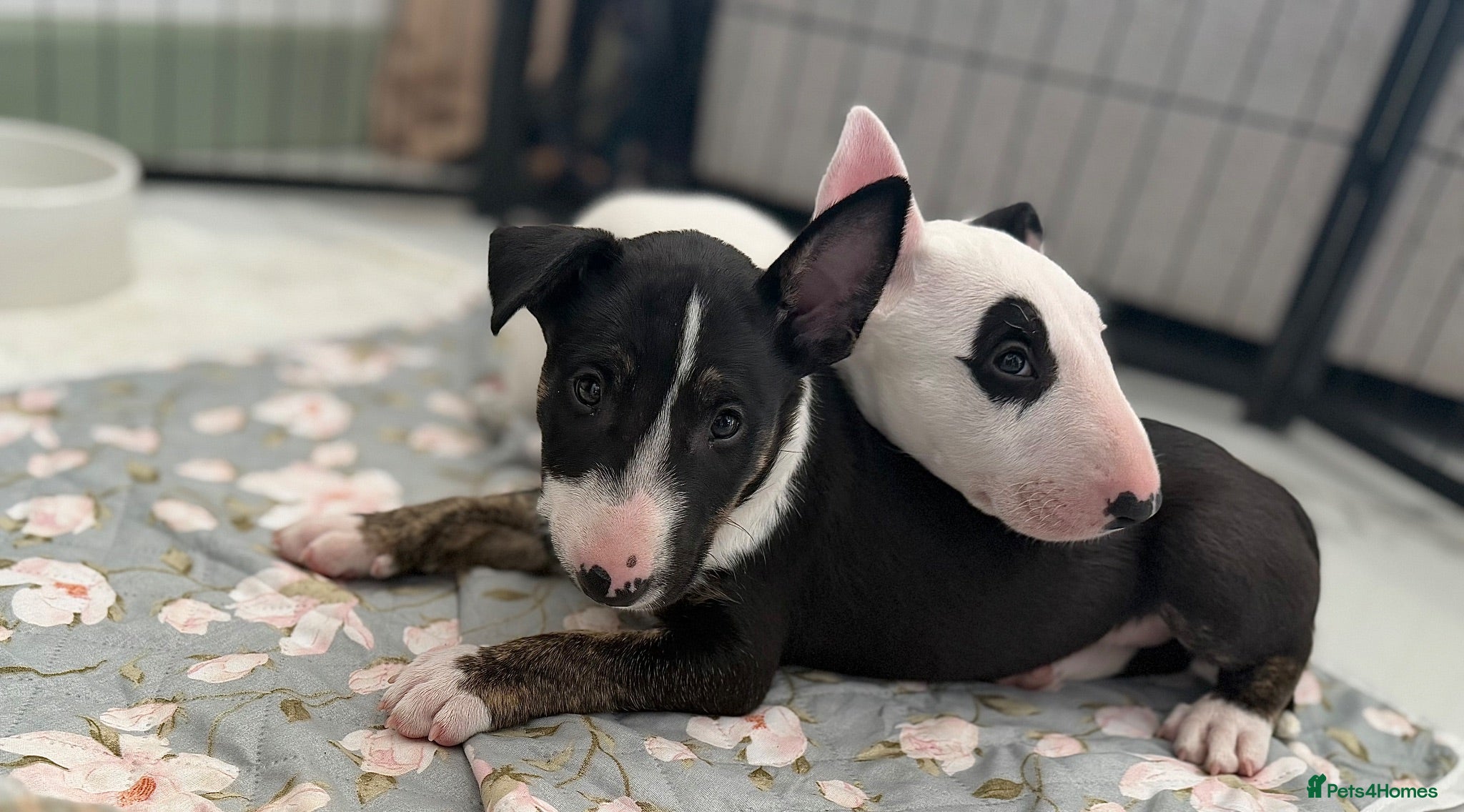 English Bull Terrier dogs Champion Bloodline English Bull Terrier Puppies - Advert 16