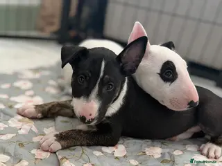 English Bull Terrier dogs Champion Bloodline English Bull Terrier Puppies - Advert 16