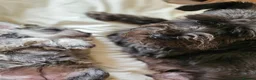Miniature Schnauzer dogs for sale: Waiting list for KC reg Miniature Schnauzer pups   - Advert 11