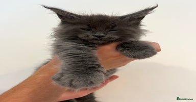Maine Coon cats - Advert 9