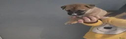 Mixed Breed dogs for sale: Shepard cross shar pei - Advert 8
