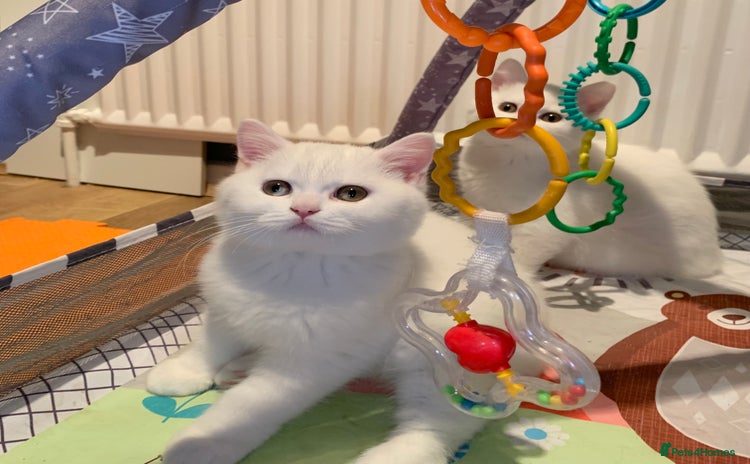 British Shorthair cats - Advert 4