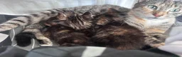 Mixed Breed cats for sale: Kittens 1/4 Maine coon.7 weeks and ready to leave. - Advert 2