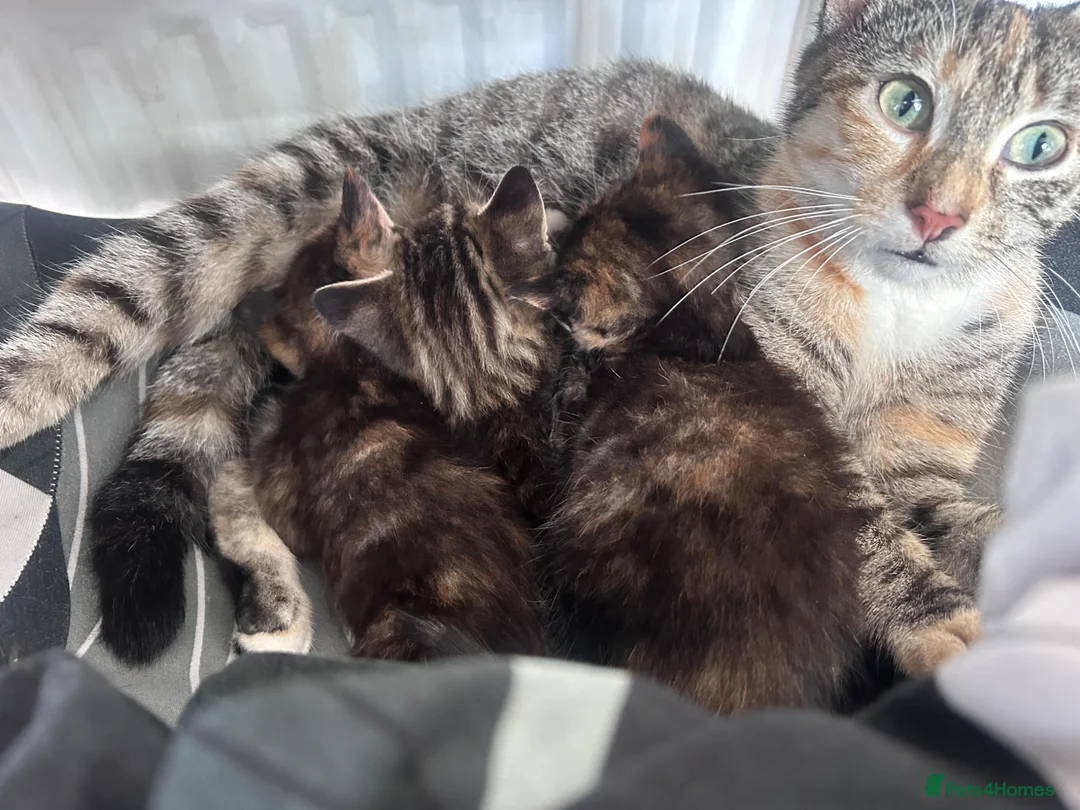 Mixed Breed cats for sale: Kittens 1/4 Maine coon.7 weeks and ready to leave. - Advert 2