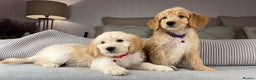 Goldendoodle dogs for sale: ABSOLUTELY GORGEOUS DOODLES  - Advert 16