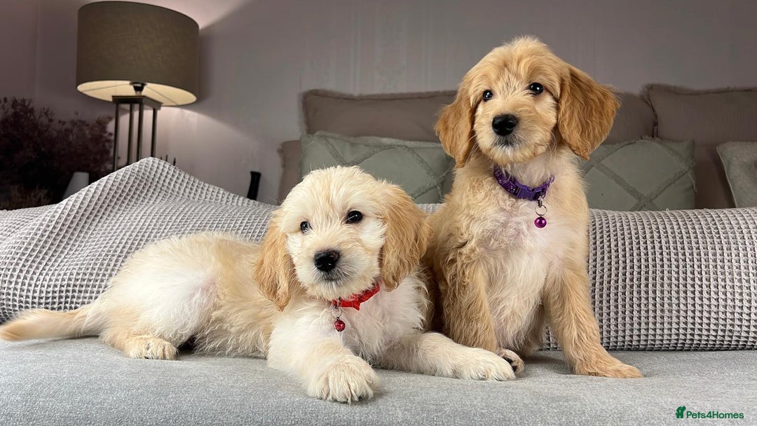 Goldendoodle dogs for sale: ABSOLUTELY GORGEOUS DOODLES  - Advert 16