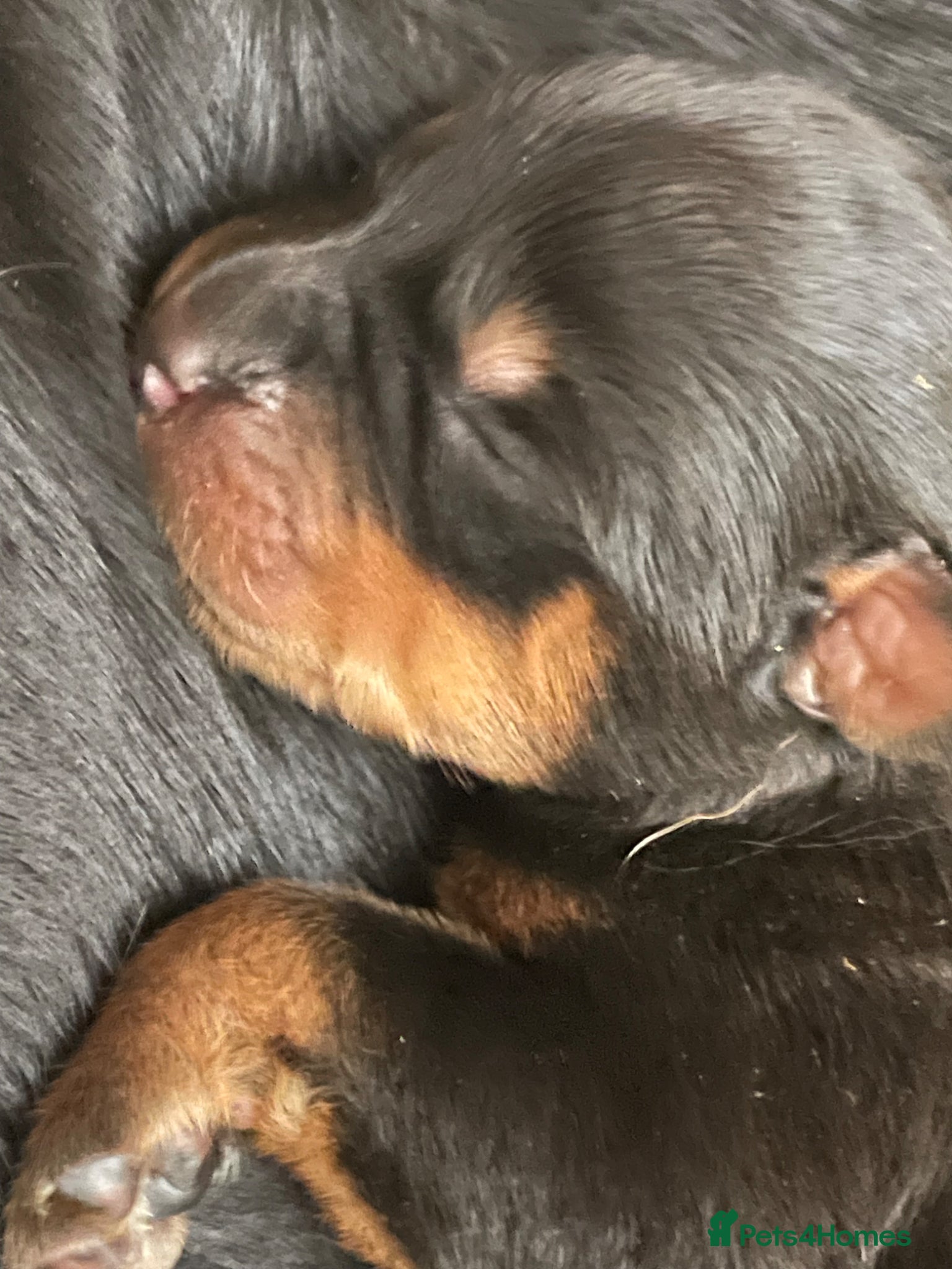 Rottweiler dogs Champion Bloodline Rottweiler Puppies - Advert 2
