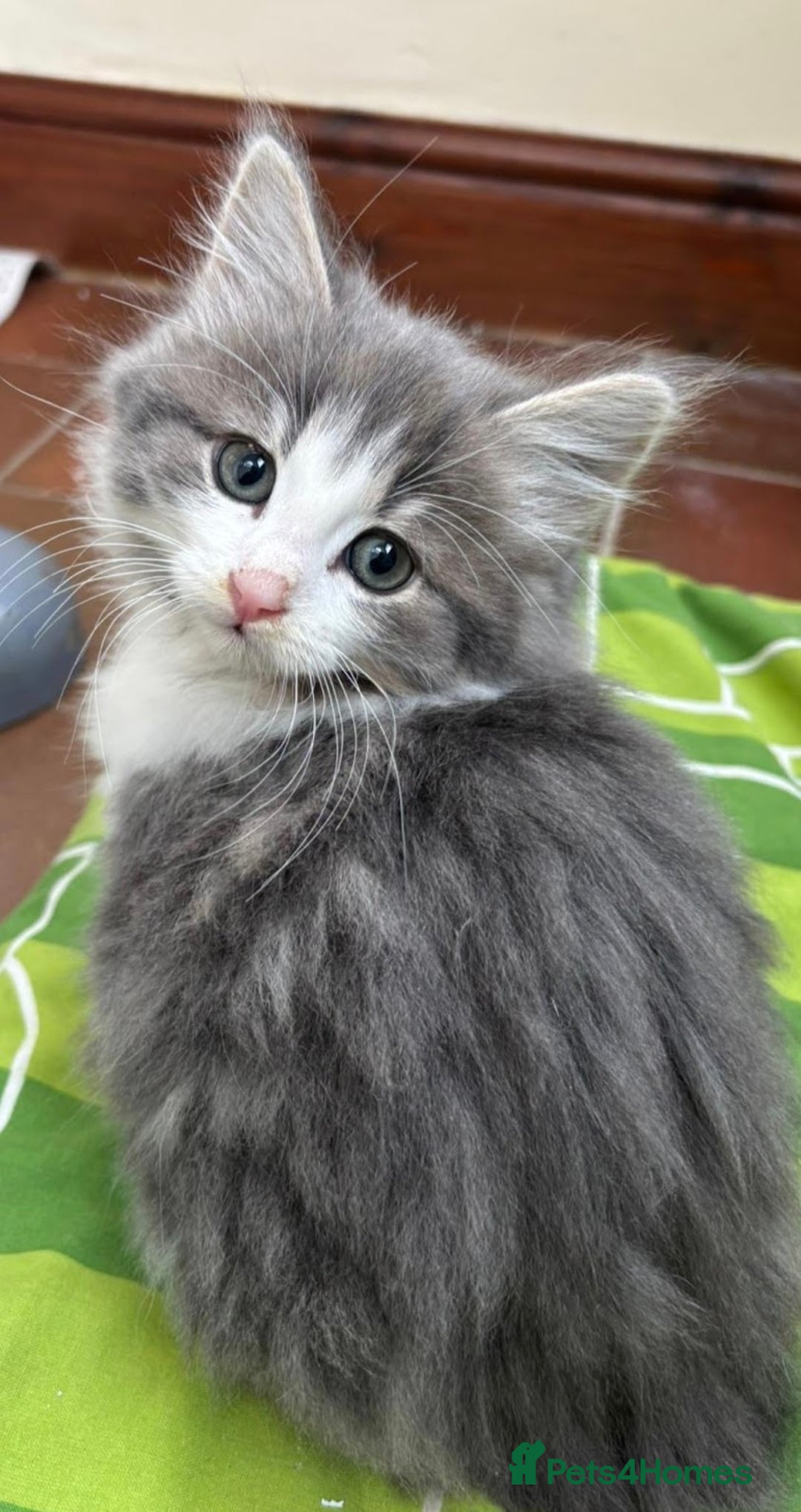 Maine Coon cats for sale: Beautiful Grey/White Part Maine Coon Kitten - Image 6
