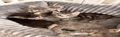 Maine Coon 1