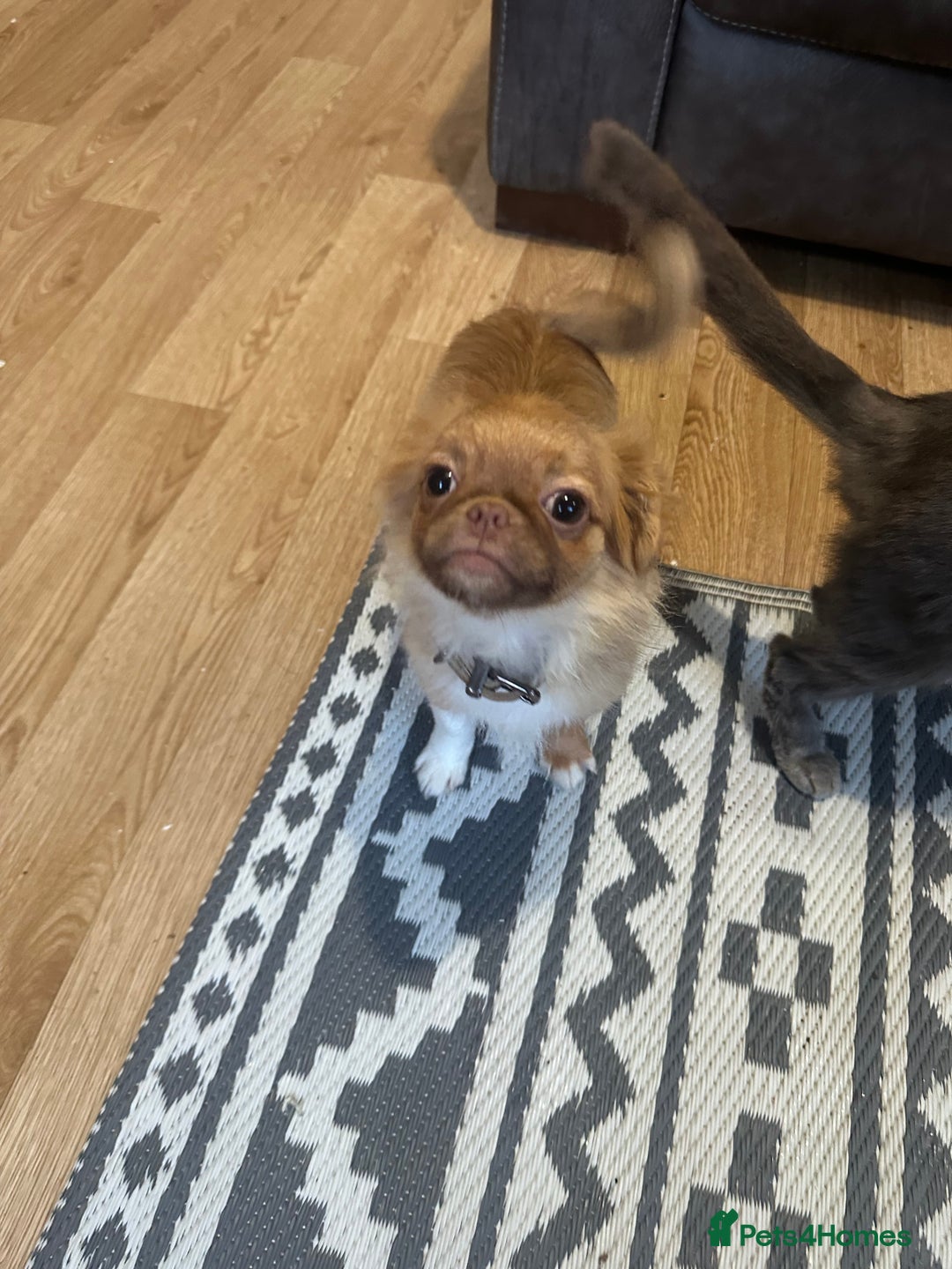 Mixed Breed dogs for sale: pug x Russian pom girl  - Image 6