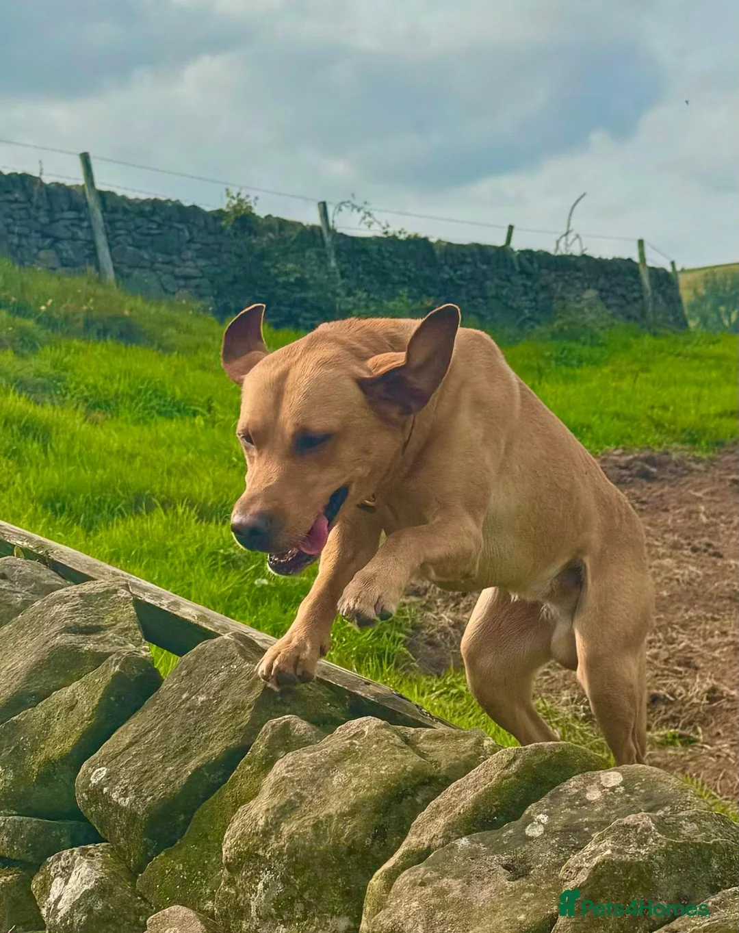 Labrador Retriever dogs for stud: Handsome Proven KC Registered Labrador Stud - Advert 4