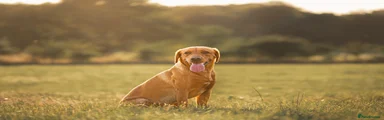 Labrador Retriever 2
