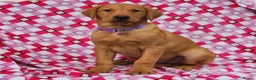 Labrador Retriever dogs for sale: 🩵🩵 2 KC Reg Dark Fox Red Labrador Pups!!🩵🩵  - Advert 10