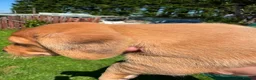 Dachshund dogs for sale: Mini Dachshund in Saint Austell - Advert 11