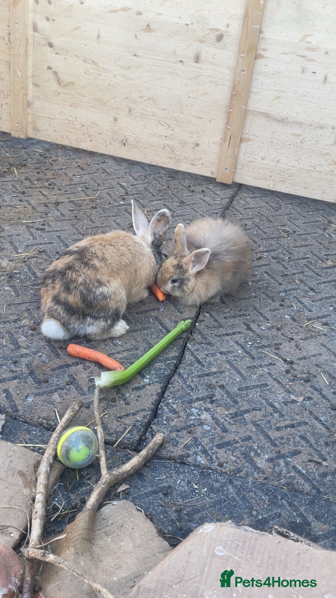 Lionhead rabbits for sale: Baby Male now ready for a new home - Image 3