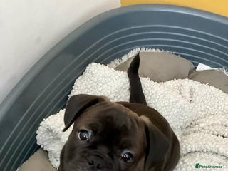 Mixed Breed dogs 6 month old puppy for sale due to cancer diagnosis - Advert 15