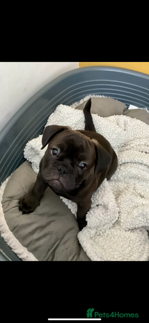 Mixed Breed dogs 6m staffy/frenchie/pug mix for sale due to cancer - Advert 1