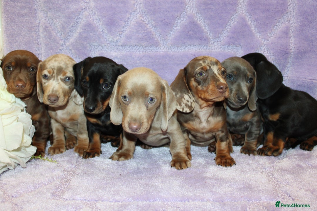 Miniature Dachshund dogs for sale: Kc registered miniature Dachshund puppies  - Image 12