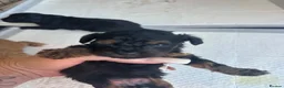 Cockapoo dogs for sale: Beautiful cockapoo pups  - Advert 12