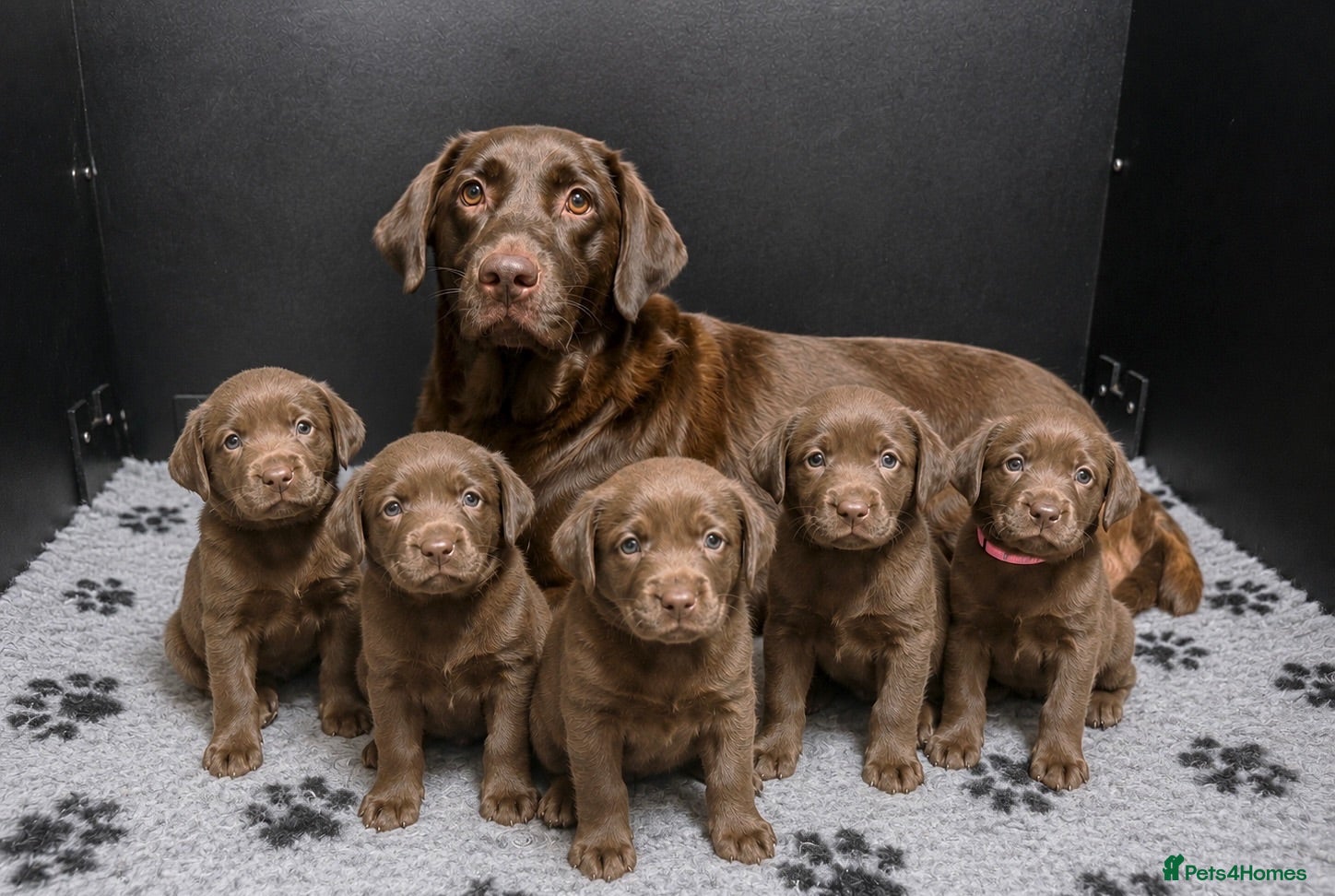 Labrador Retriever dogs Outstanding choc Labs COI 1% full Health status  - Advert 1