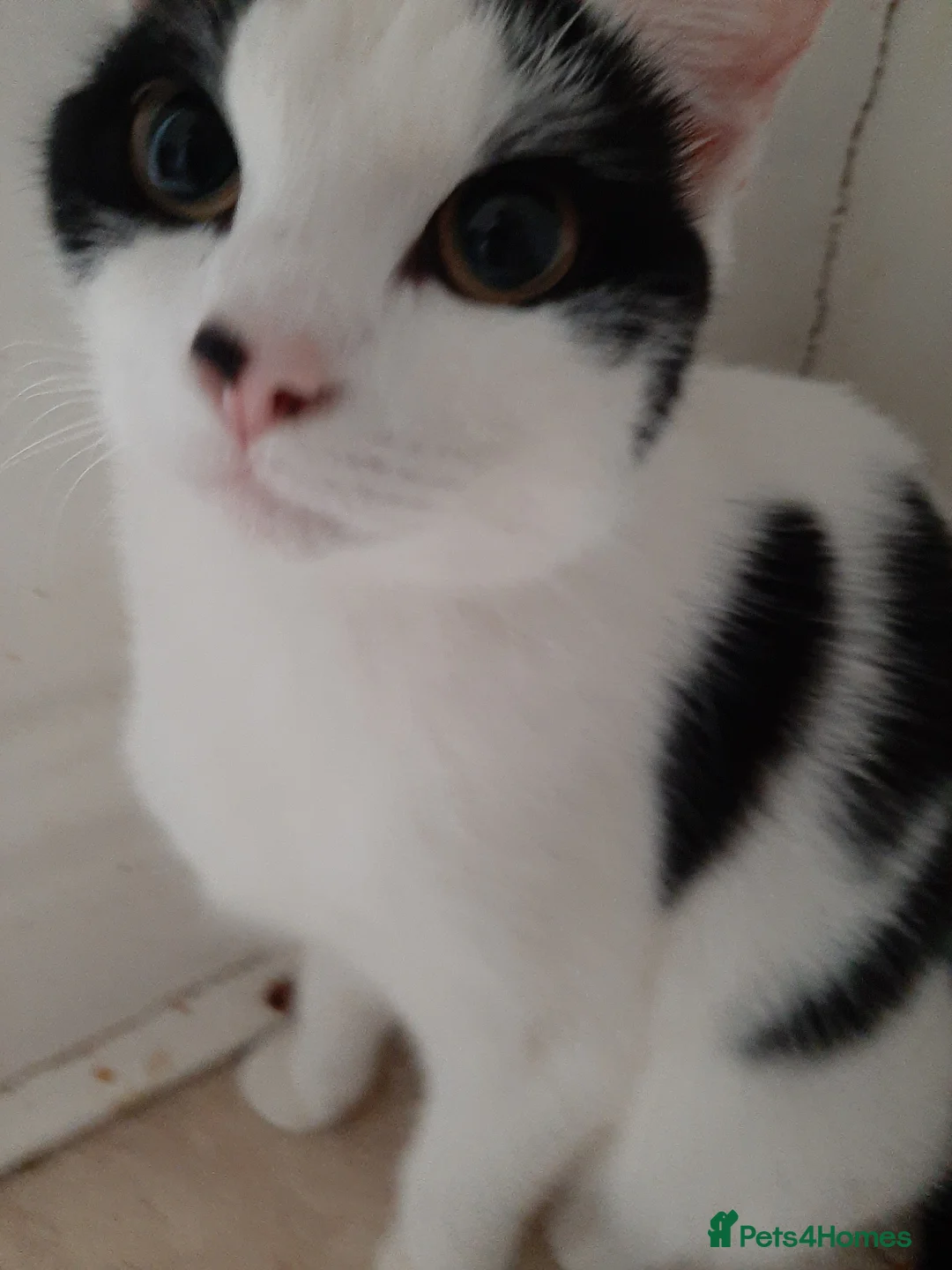 Mixed Breed cats for sale: Going for free because I'm immigrating  - Advert 9