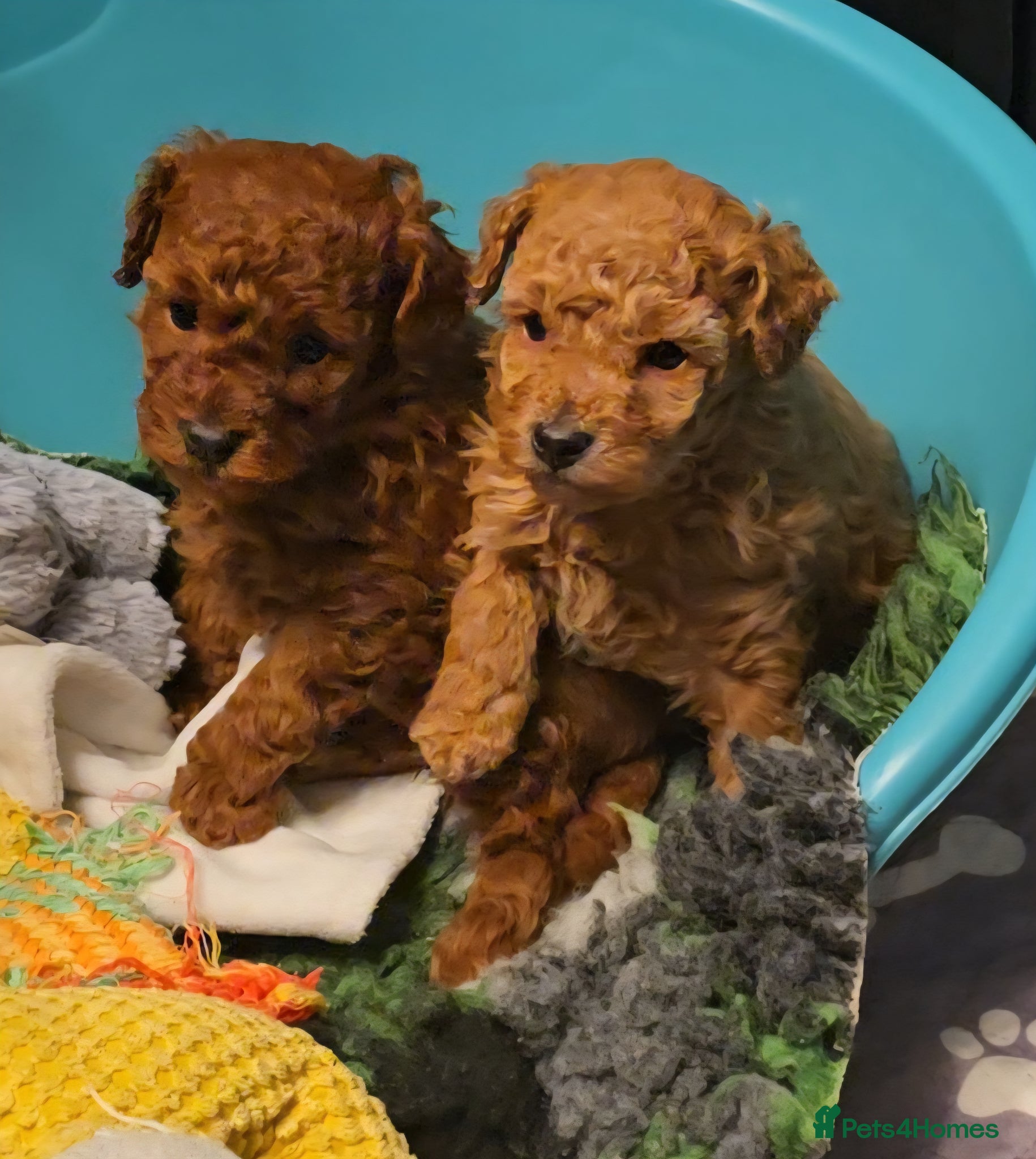 Toy Poodle dogs Exquisite purebreed toy poodle female  - Advert 6