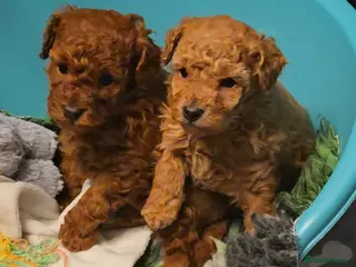 Toy Poodle dogs Exquisite purebreed toy poodle female - Advert 6