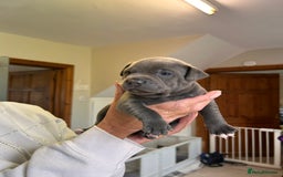 Staffordshire Bull Terrier dogs for sale: Exceptional Champion Pedigree, beautiful blues!! - Image 19