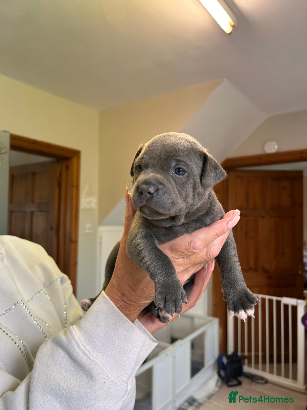 Staffordshire Bull Terrier dogs for sale: Exceptional Champion Pedigree, beautiful blues!! - Image 19