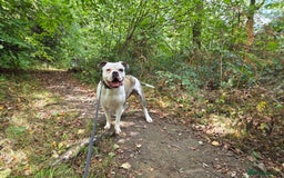 American Bulldog dogs for sale: Rescue Ozzy  - Image 29