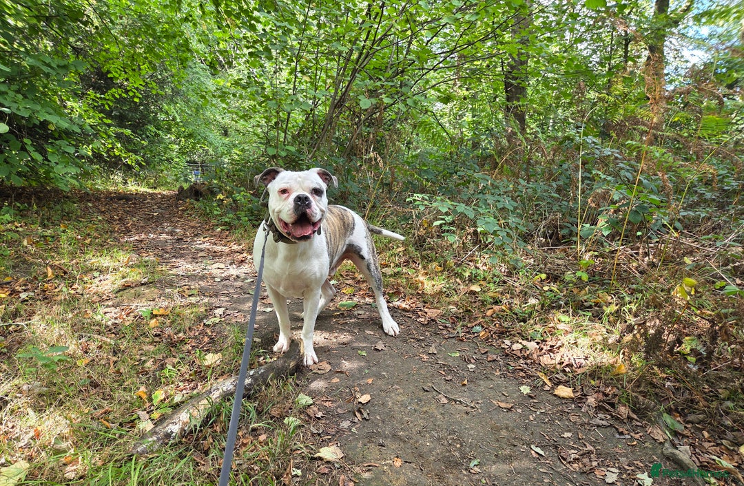American Bulldog dogs for sale: Rescue Ozzy  - Image 29