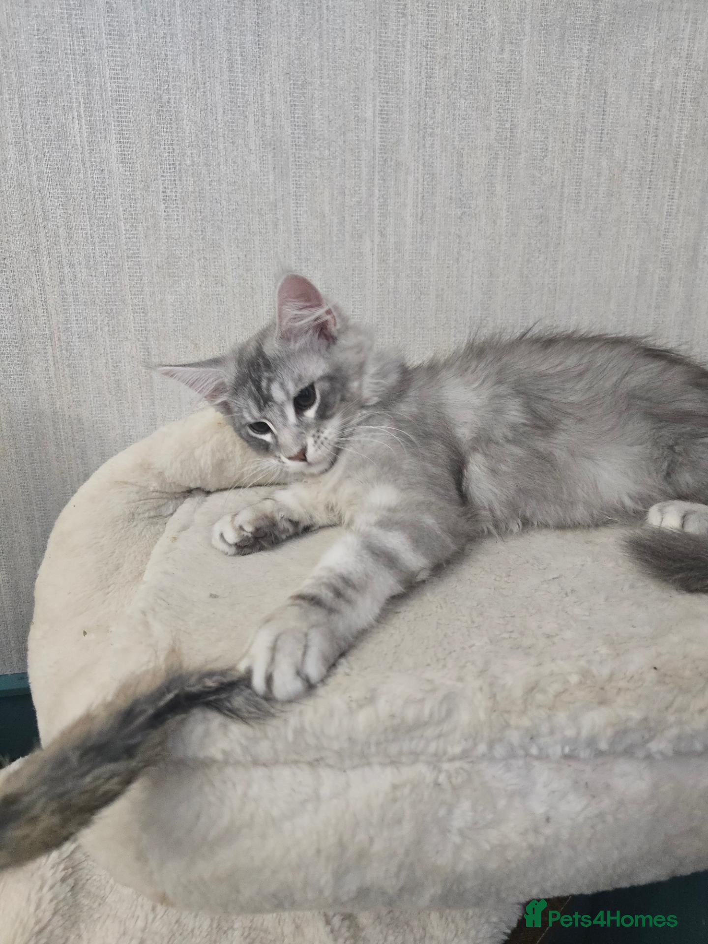 Maine Coon cats READY NOW Maine Coons Shaded & Silver - Advert 1