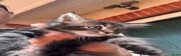 Mixed Breed cats for sale: Beautiful maine coon cross persian kittens  - Advert 15