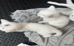 Khao Manee cats for sale: Adorable Kittens Ready for Loving Homes - Image 5
