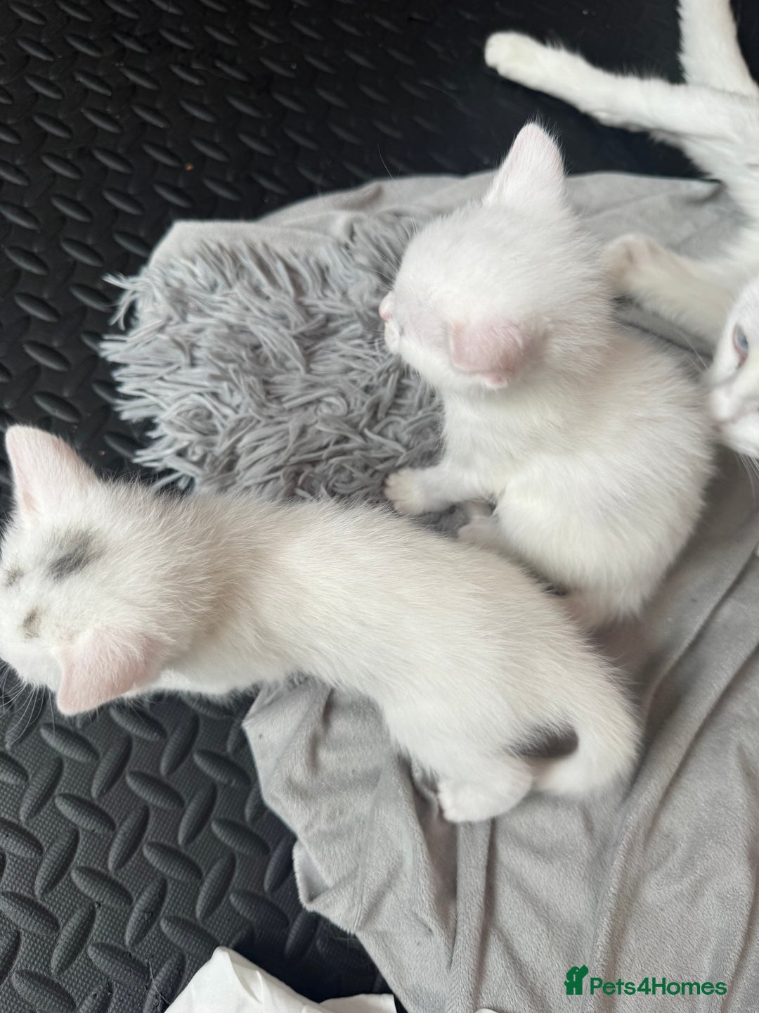 Khao Manee cats for sale: Adorable Kittens Ready for Loving Homes - Image 5