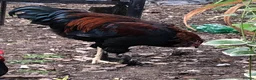 Chickens poultry for sale: Aseel / Cross Cockerel hatched 2026 - Advert 6