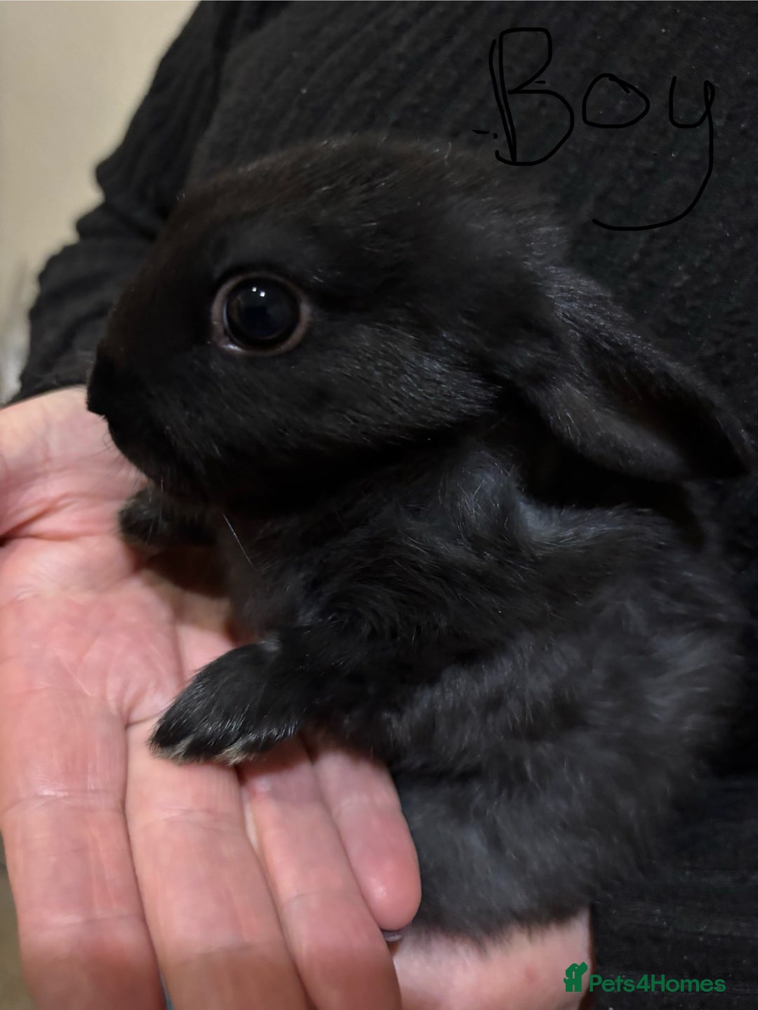 Mixed Breed rabbits for sale: 5 Rex/lionhead mix bunnies for sale - Advert 12