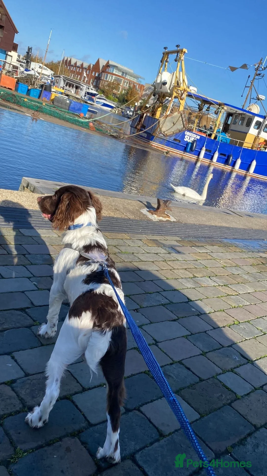 English Springer Spaniel dogs for stud: Looking to breed  - Advert 1