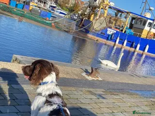 English Springer Spaniel dogs Looking to breed - Advert 2