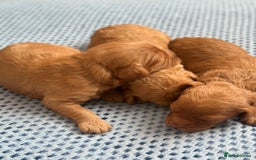 Cavapoo dogs for sale: Beautiful & Healthy Cavapoo Puppies   - Image 10