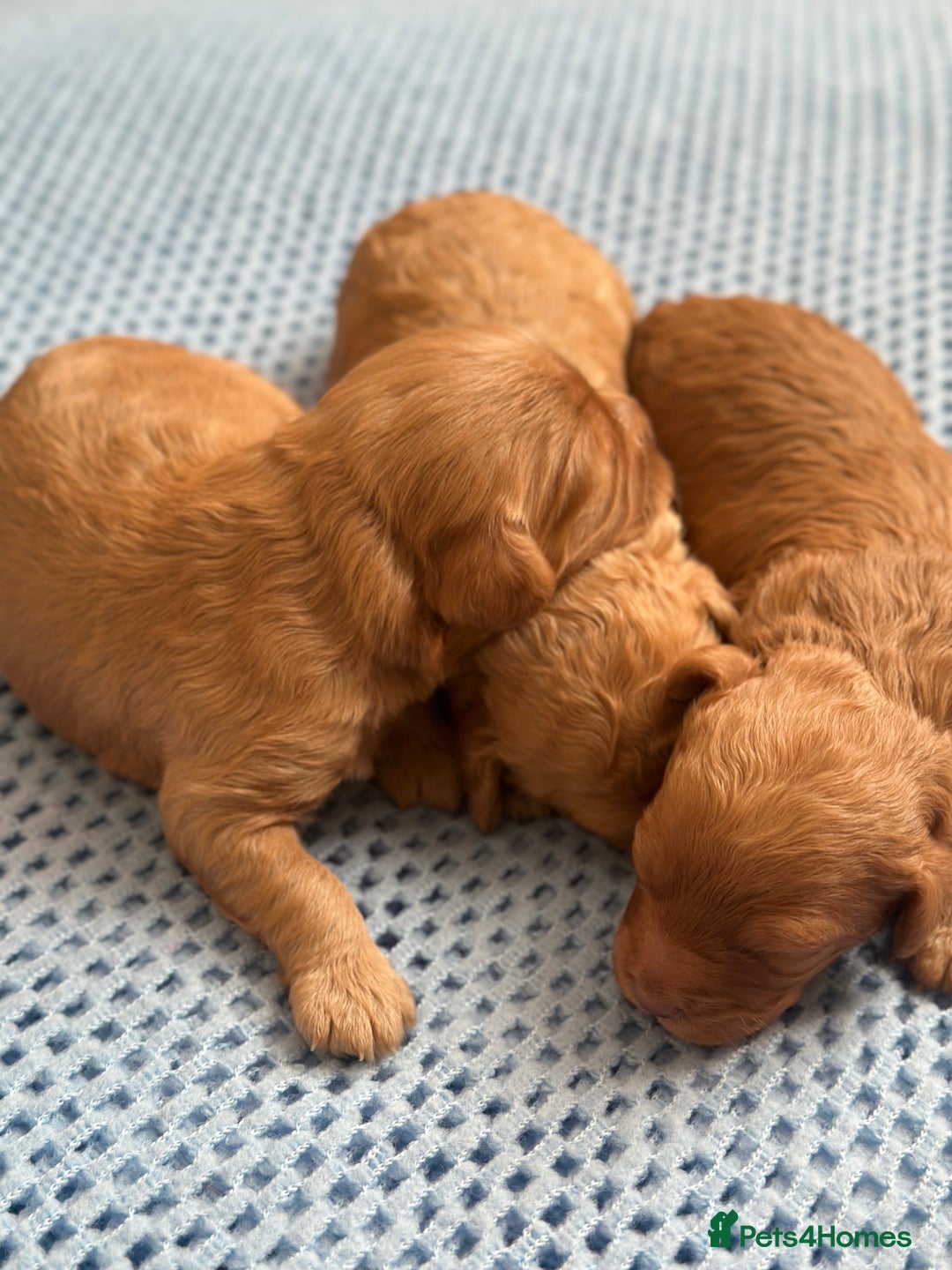 Cavapoo dogs for sale: Beautiful & Healthy Cavapoo Puppies   - Image 10