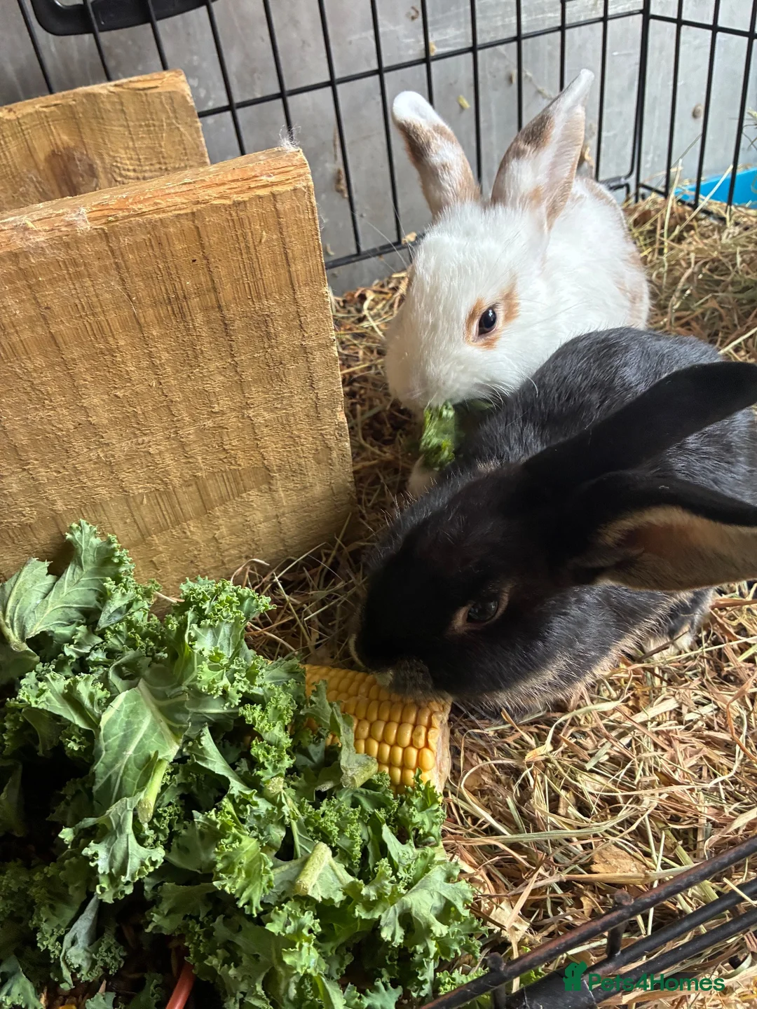 Mixed Breed rabbits for sale: Beautiful Mixed Breed Baby Rabbits  - Advert 1