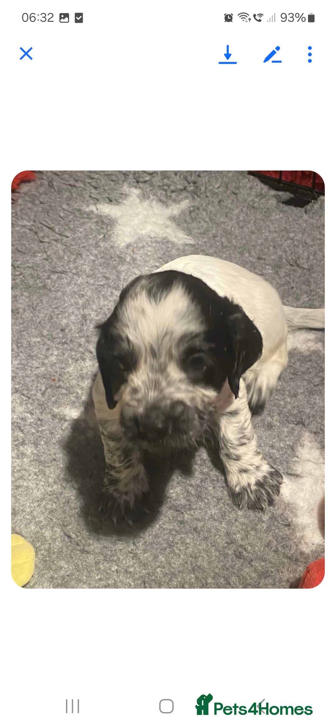 Cocker Spaniel dogs 6 cocker-spaniel pups  - Advert 1