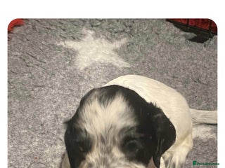 Cocker Spaniel dogs - Advert 3