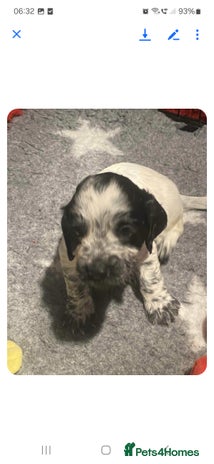 Cocker Spaniel dogs - Advert 4