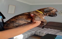 Mixed Breed dogs for sale: Mastiff cross  - Image 20