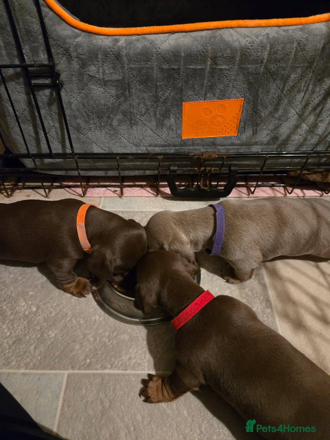 Miniature Dachshund dogs for sale: Miniature Dachshand girls  - Advert 2