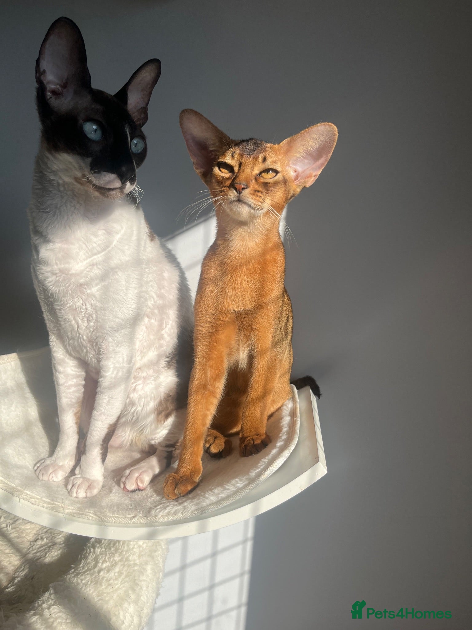 Abyssinian cats Adorable Abyssinian kittens - Advert 2